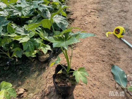 高度20厘米八角金盘