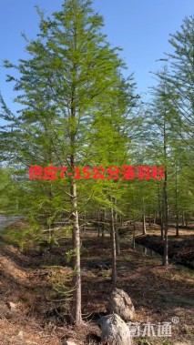 3公分落羽杉