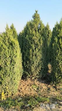 高度350厘米望都塔桧