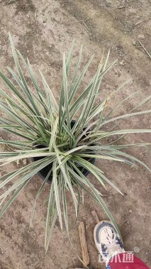 高度30厘米玉带草