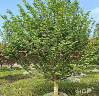 8公分鸡爪槭