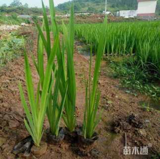 高度40厘米黄菖蒲