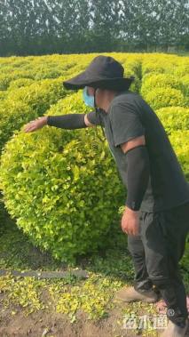 冠幅180厘米金叶女贞球