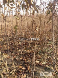 高度2000厘米樱桃