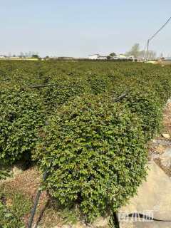 冠幅120厘米月季花球