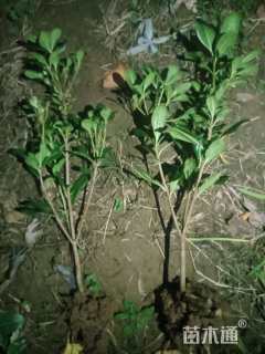 高度30厘米海桐