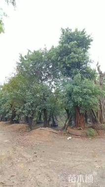 30公分高山榕