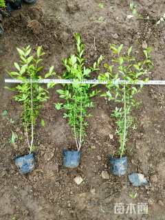 高度50厘米金叶水蜡