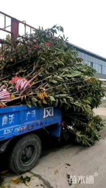 10公分桃树
