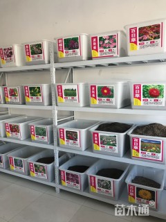 牵牛花种子