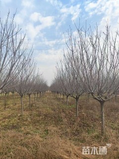 10公分日本早樱