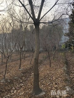18公分乌桕