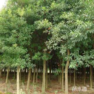 15公分杜英