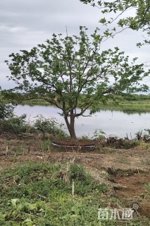 12公分香橼