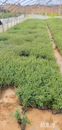 高度15厘米满天星