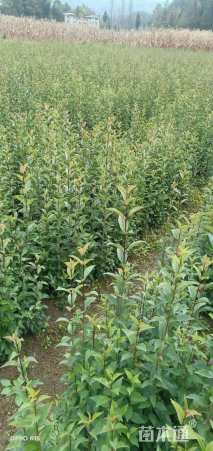 0.5公分大叶女贞