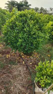 高度80厘米非洲茉莉