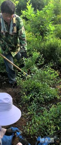 高度40厘米金焰绣线菊