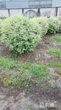 高度150厘米银姬小蜡