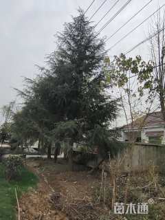 移栽苗北非雪松