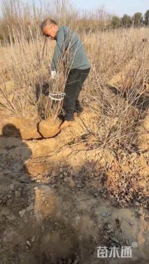 高度140厘米丛生丁香