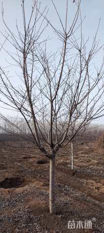 20公分染井吉野樱