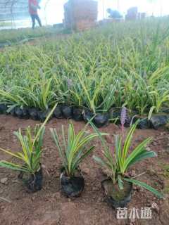 高度15厘米金边麦冬