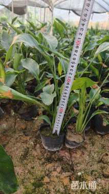 高度20厘米黄鸟蕉