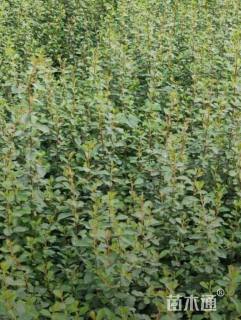 高度30厘米火棘