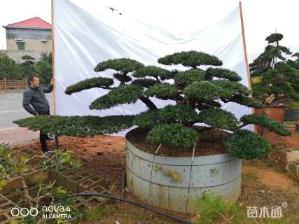 移栽苗造型罗汉松