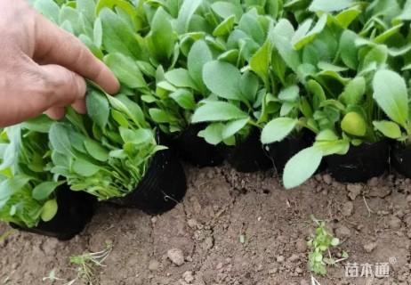 高度5厘米黑心菊