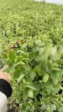高度20厘米花叶蔓长春