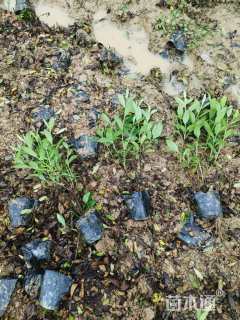 高度30厘米杜鹃