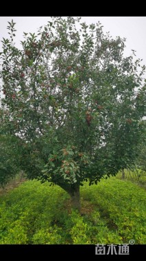 60公分北美海棠