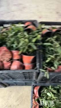 高度15厘米银叶菊