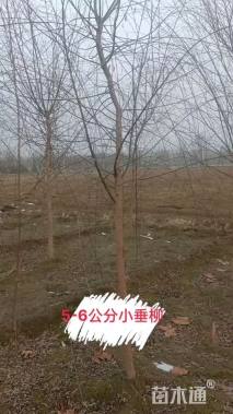 14公分西湖垂柳