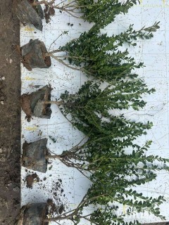 高度30厘米龟甲冬青