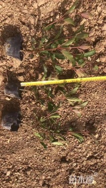 高度25厘米希茉莉