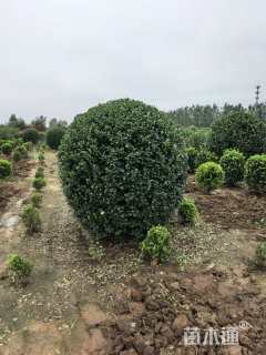 冠幅120厘米瓜子黄杨球