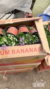 高度15厘米姬小菊