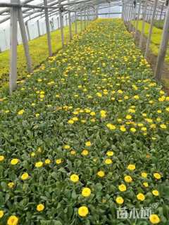 高度20厘米金盏菊