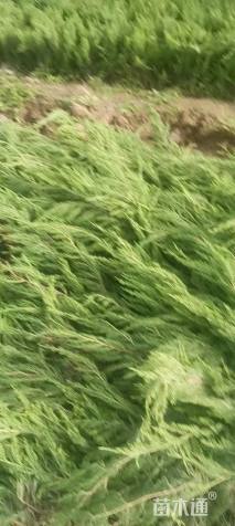 高度45厘米龙柏