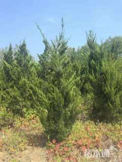 高度60厘米龙柏