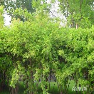 高度300厘米金银木