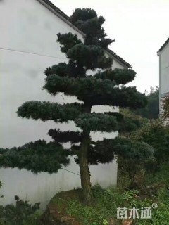 15公分造型五针松