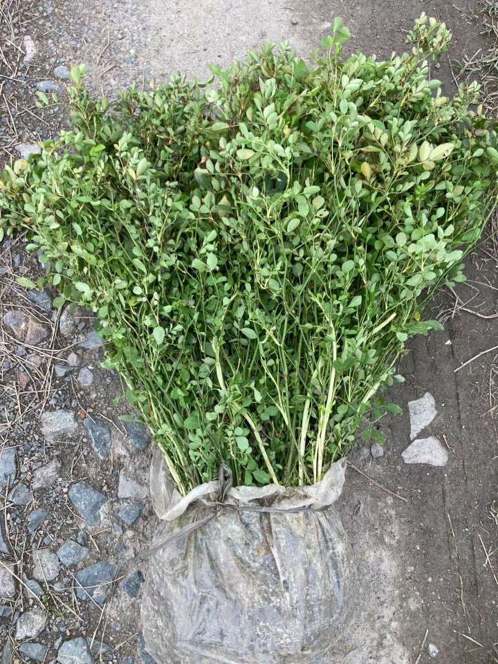 高度30厘米丰花月季