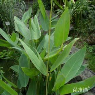 高度10厘米再力花