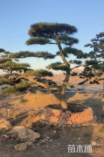 高度300厘米黑松