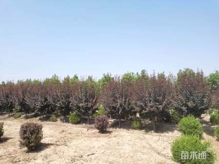 10公分红叶李