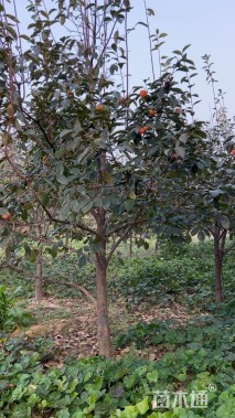 12公分柿树